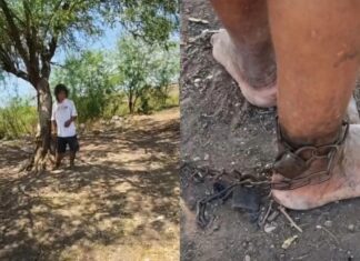 Madre encadena a un árbol a su hijo con esquizofrenia por falta de tratamiento en Ahome