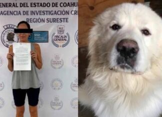 Muere el perrito “Rocky” tras ser arrastrado por una camioneta y la Fiscalía de Coahuila va por la pena máxima contra Liliana “N”