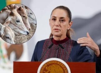 EE. UU. reabre la frontera al ganado mexicano tras más de un año de bloqueo por el gusano barrenador