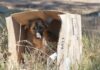 Pasaron del refugio al olvido: México encabeza la mayor crisis de perros abandonados en Latinoamérica
