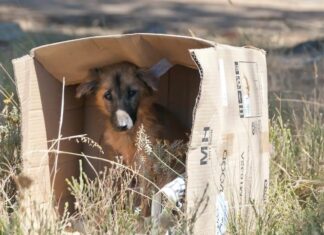 Pasaron del refugio al olvido: México encabeza la mayor crisis de perros abandonados en Latinoamérica