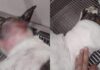 Atacan con machete a “Moco”, perro en situación de calle en Los Mochis; solicitan ayuda para su hospitalización