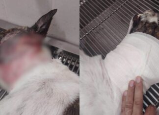 Atacan con machete a “Moco”, perro en situación de calle en Los Mochis; solicitan ayuda para su hospitalización