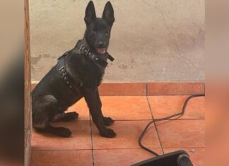 Graban el robo de Valentín en Los Mochis: sujeto lo subió a un auto y huyó de la colonia Álamos 1