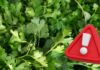 Excomisionado de la FDA vincula brote de parásitos en EE. UU. con cilantro y perejil del centro de México