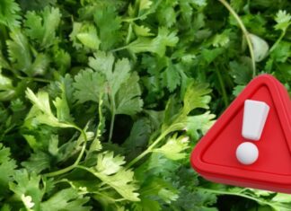 Excomisionado de la FDA vincula brote de parásitos en EE. UU. con cilantro y perejil del centro de México