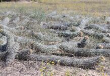 Orgullo natural: Baja California Sur alberga el 21% de todas las especies de cactáceas de México