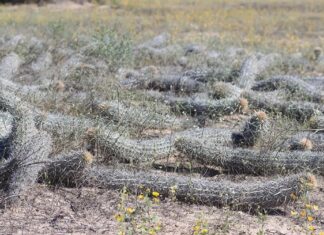 Orgullo natural: Baja California Sur alberga el 21% de todas las especies de cactáceas de México