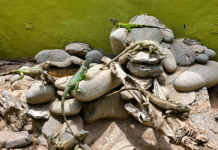 Alerta ambiental: Iguanas verdes invaden La Paz y amenazan a la fauna endémica de Baja California Sur