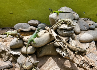 Alerta ambiental: Iguanas verdes invaden La Paz y amenazan a la fauna endémica de Baja California Sur