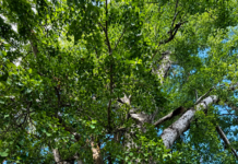 Patrimonio botánico: Entre cañones y arroyos vive el guerivo, un árbol único del noroeste de México