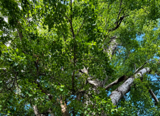 Patrimonio botánico: Entre cañones y arroyos vive el guerivo, un árbol único del noroeste de México