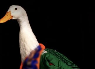 Proponen la “Ley Merlín” para destinar ganancias por la imagen de animales a su bienestar