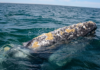 Alerta en el mar: Dos especies de ballenas aprovechadas por el turismo en Baja California Sur están en riesgo de desaparecer