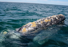 Alerta en el mar: Dos especies de ballenas aprovechadas por el turismo en Baja California Sur están en riesgo de desaparecer