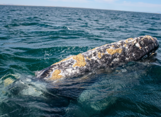 Alerta en el mar: Dos especies de ballenas aprovechadas por el turismo en Baja California Sur están en riesgo de desaparecer