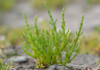 Innovación científica: Estudiante sudcaliforniano investiga el potencial de la salicornia como sustituto de la sal