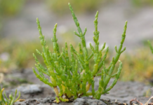Innovación científica: Estudiante sudcaliforniano investiga el potencial de la salicornia como sustituto de la sal