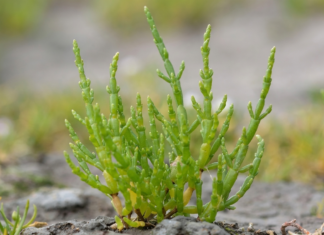 Innovación científica: Estudiante sudcaliforniano investiga el potencial de la salicornia como sustituto de la sal