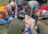 Muere Kenzo: el tigre de bengala que escapó en Edomex no sobrevivió al operativo
