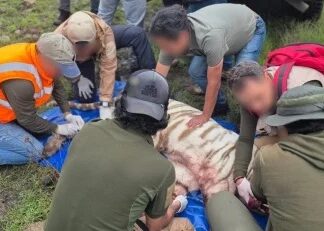 Muere Kenzo: el tigre de bengala que escapó en Edomex no sobrevivió al operativo