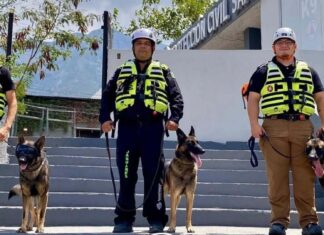 Binomios K9 de Nuevo León encuentran con vida a sobreviviente del terremoto en Venezuela