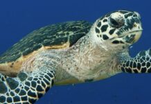 Acción ambiental: Rescatan y liberan una tortuga marina carey en La Paz tras un reporte ciudadano