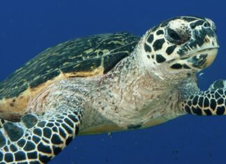 Acción ambiental: Rescatan y liberan una tortuga marina carey en La Paz tras un reporte ciudadano