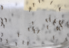 Alerta epidemiológica: Baja California Sur registra la segunda tasa más alta de casos de dengue en México