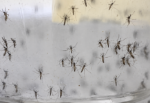 Alerta epidemiológica: Baja California Sur registra la segunda tasa más alta de casos de dengue en México