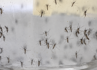 Alerta epidemiológica: Baja California Sur registra la segunda tasa más alta de casos de dengue en México