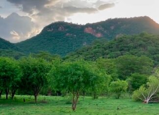 Las lluvias transforman la sierra de Choix y devuelven el verde a Las Ciruelas