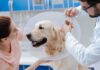 Abren jornada gratuita de esterilización en Culiacán; habrá 105 espacios para perros mestizos y gatos