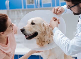 Abren jornada gratuita de esterilización en Culiacán; habrá 105 espacios para perros mestizos y gatos