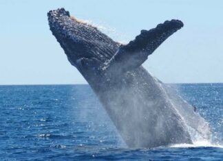 Mazatlán rompe récord con una temporada histórica de avistamiento de ballenas