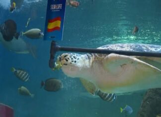 Los ‘oráculos’ del Mundial vuelven: animales hacen sus predicciones para la final entre España y Argentina