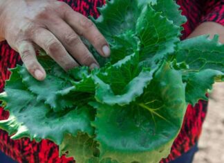 Brote de ciclosporosis en EE.UU. enciende alertas; recomiendan evitar ensaladas empaquetadas