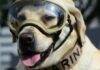 De Frida a Max: los perros que hicieron historia en las Fuerzas Armadas de México