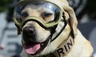 De Frida a Max: los perros que hicieron historia en las Fuerzas Armadas de México