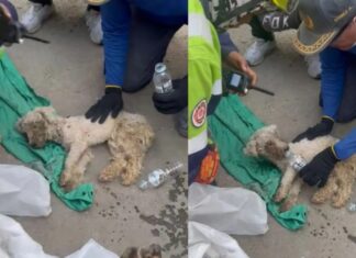 Laila sobrevive 29 días bajo los escombros y se reencuentra con su familia en Venezuela