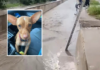 Protección Civil pone a salvo a un perrito arrastrado por la corriente del canal de Chulavista en Culiacán