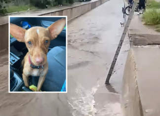 Protección Civil pone a salvo a un perrito arrastrado por la corriente del canal de Chulavista en Culiacán