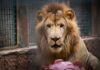“Tiki” ya está listo: Zoológico de Culiacán presenta a su nuevo león africano