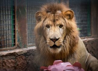 “Tiki” ya está listo: Zoológico de Culiacán presenta a su nuevo león africano