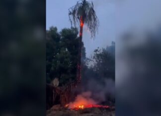 Rayo destruye palmera en la colonia Renato Vega Amador tras caerle de lleno durante tormenta en Culiacán