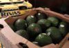 Estados Unidos suspende la importación de aguacate de Michoacán tras amenazas a inspectores del USDA