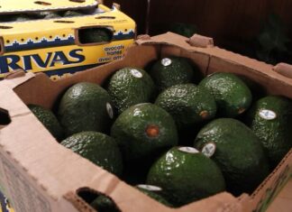 Estados Unidos suspende la importación de aguacate de Michoacán tras amenazas a inspectores del USDA