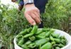 Alerta sanitaria en Estados Unidos por brote de salmonela en jalapeños importados de Sinaloa