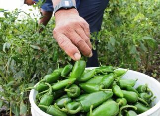 Alerta sanitaria en Estados Unidos por brote de salmonela en jalapeños importados de Sinaloa