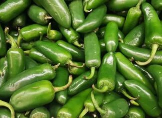Alerta en Estados Unidos por jalapeños de Sinaloa: Salmonella deja más de 300 contagios y decenas de hospitalizados